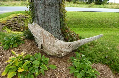 Weathered driftwood log curving around the base of a pine