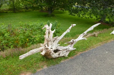 Large driftwood root beside the driveway