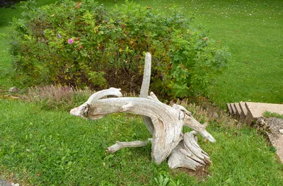Driftwood sculpture on the lawn beside the rose bushes