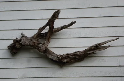 Dark driftwood branch mounted on the siding